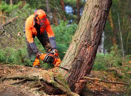 Best Tree and Shrub Care  in Deerfield, IL